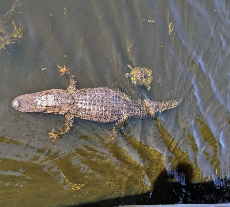Alligator Kapok Park (Clearwater,&nbspFL)